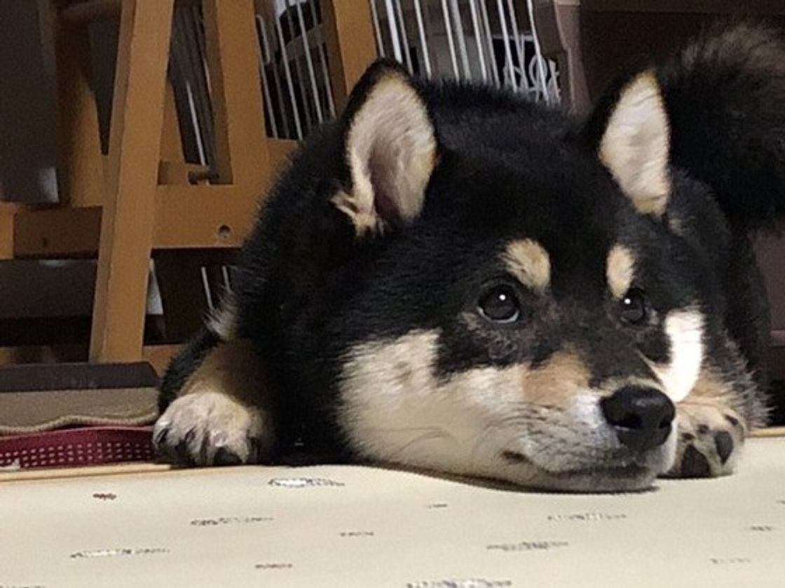 柴犬が好き 柴犬のしぐさや行動からわかる柴犬のキモチ いぬのきもちweb Magazine 柴犬が好き 柴犬のしぐさや行動からわかる柴犬のキモチ いぬのきもちweb Magazine