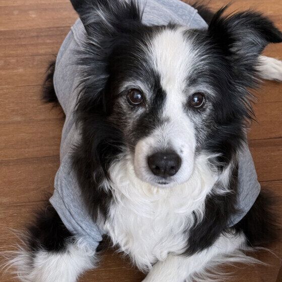 犬がピーピー鳴く理由と対処法 鼻を鳴らす犬の特徴とは? いぬのきもち