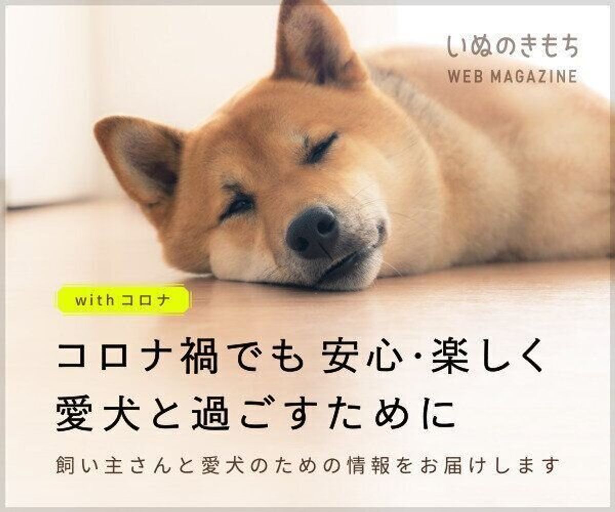 犬と安心して暮らすためのwithコロナ情報と 最新防災対策 いぬのきもちweb Magazine 犬と安心して暮らすためのwithコロナ情報と 最新防災対策 いぬのきもちweb Magazine