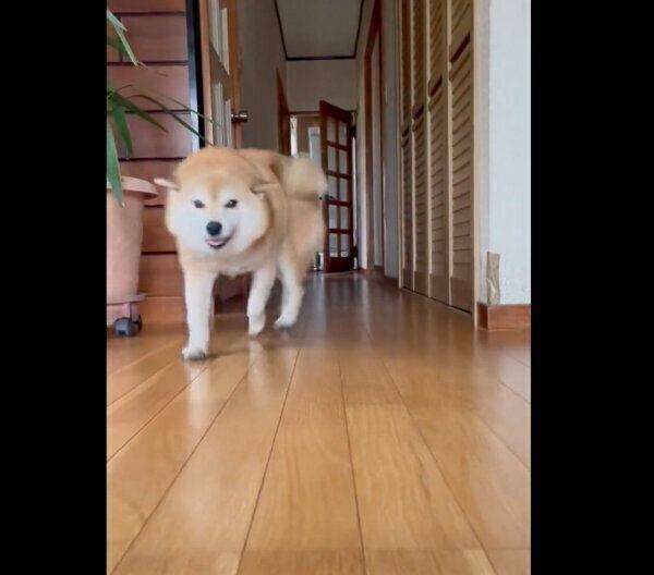 帰宅した飼い主さんたちを出迎えるえまちゃん