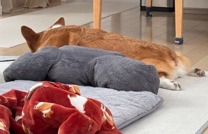 床に横たわるパンナちゃん