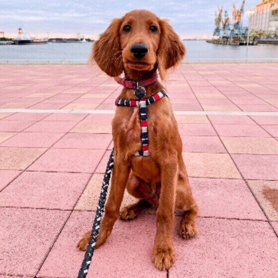 寒くなると多くなる犬の膀胱炎、自宅でできる予防法を獣医師に聞いた いぬのきもち