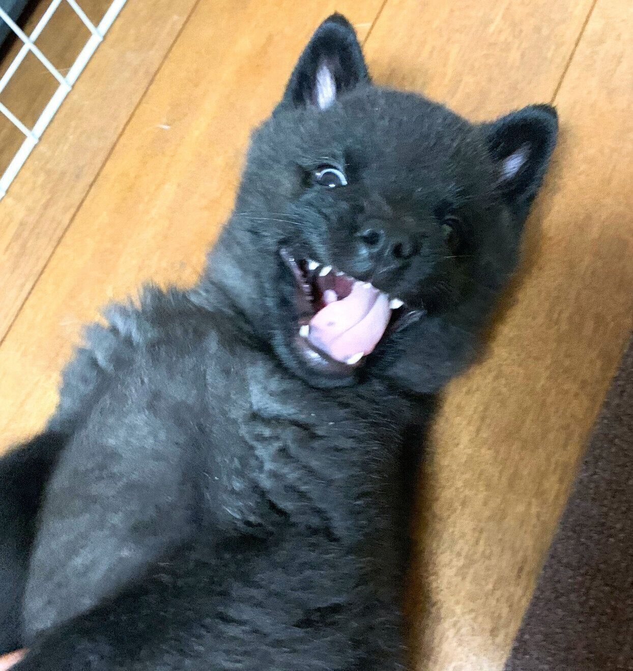 お迎え3日目の斬九郎くん