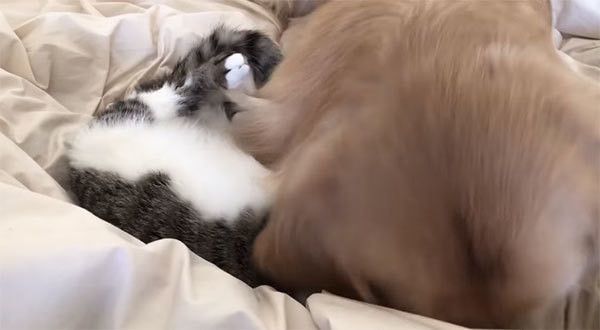 ゴールデン・レトリーバーと猫