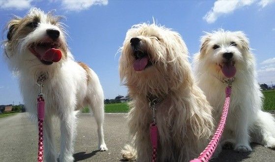 散歩するジャック・ラッセル・テリア