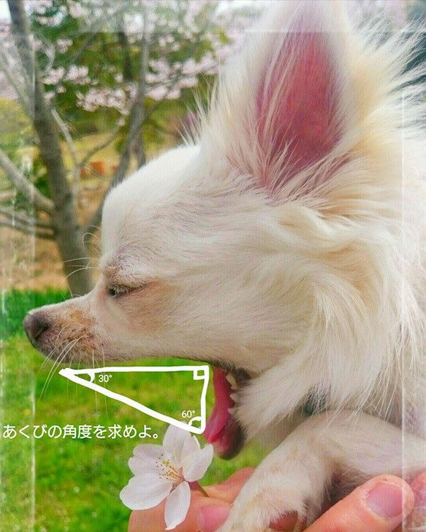 あくびするチワワ