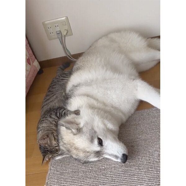 ユキちゃんに抱きつくサンくん