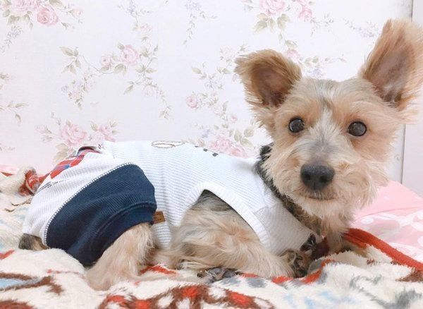 元保護犬・サブレくん