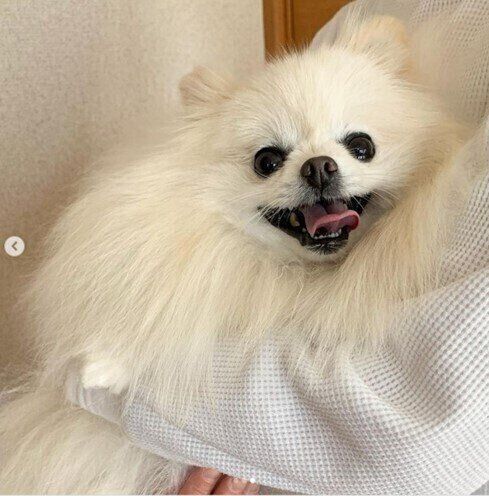 モフモフになったポメラニアン