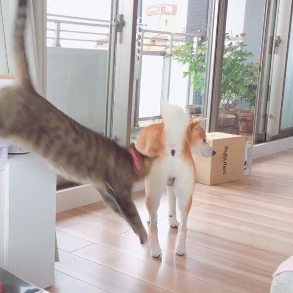 Haluくんに飛びかかろうとするMugiくん