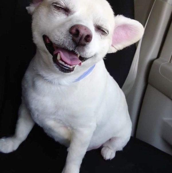 急に真顔になるチワックス