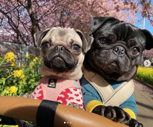 お出かけを楽しむガムくん、しゃけちゃん