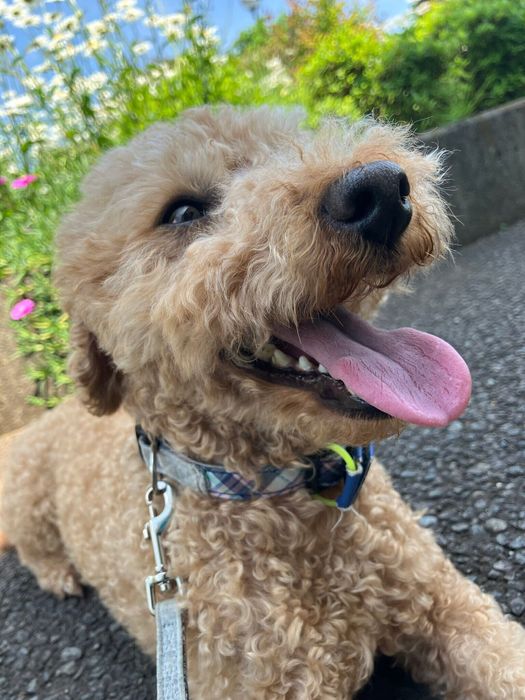 お散歩中、嬉しそうな表情の犬