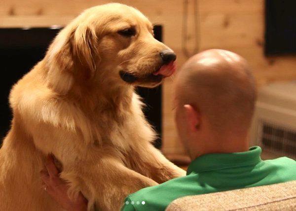 パパの頭を舐めるゴールデン・レトリーバー