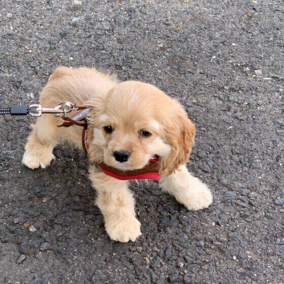 アメリカン・コッカー・スパニエルのQooちゃん