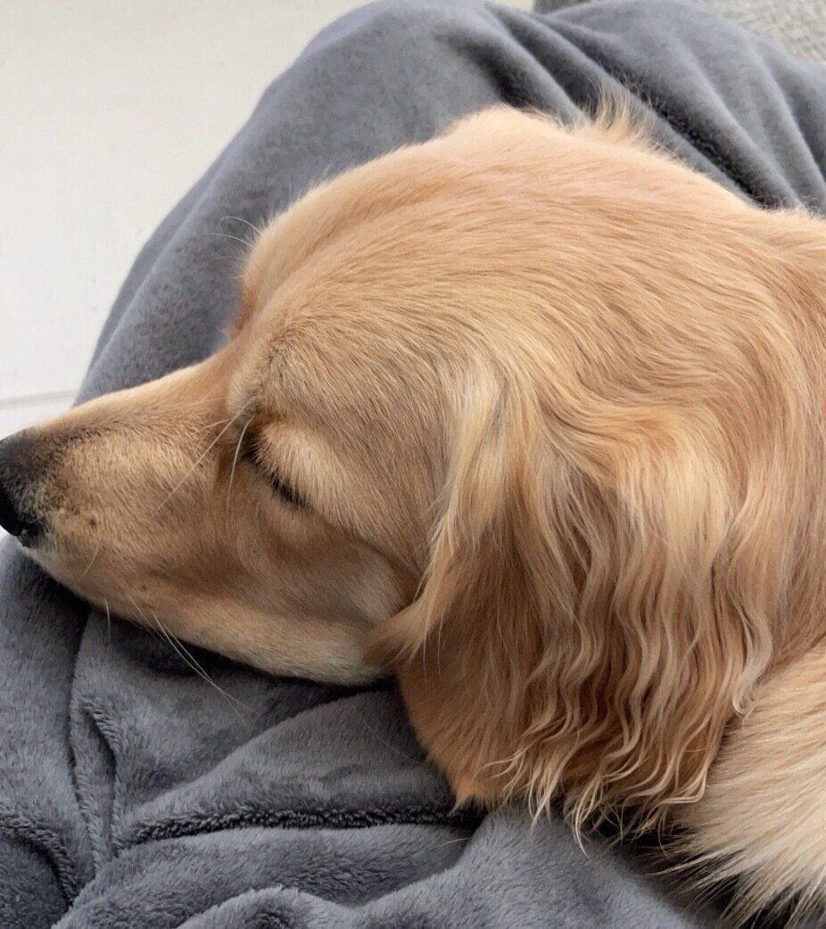 ママさんの膝の上でまったりするロアくん