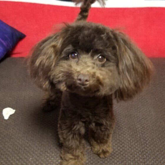 見つめるトイ・プードル