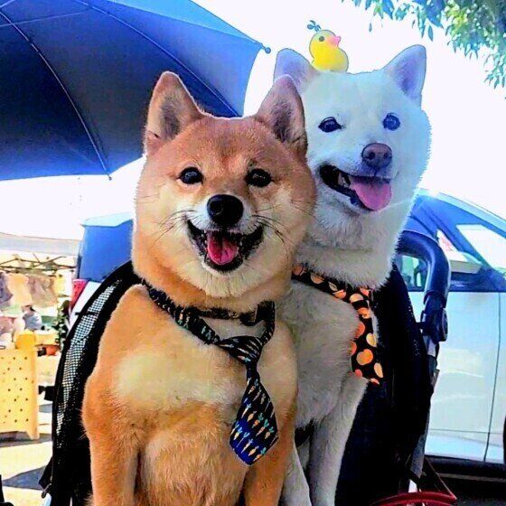 【柴犬あるある】3つの言葉「柴ドリル」「拒否柴」「柴距離」とはどんな意味で使われる？ いぬのきもち