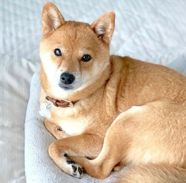 まったりするカンナくん