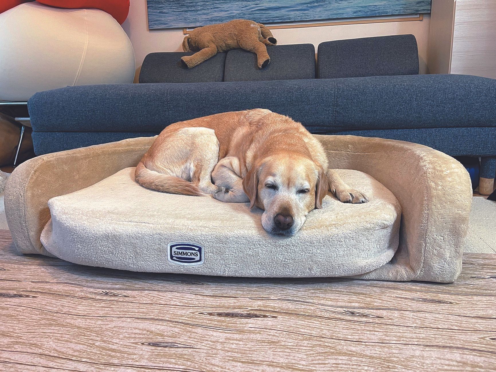 大きさも広々したものに