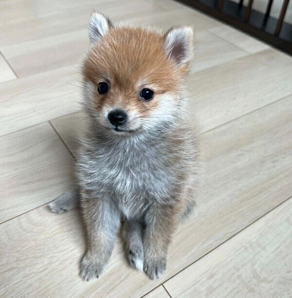 お迎えしたばかりの頃のチロルちゃん