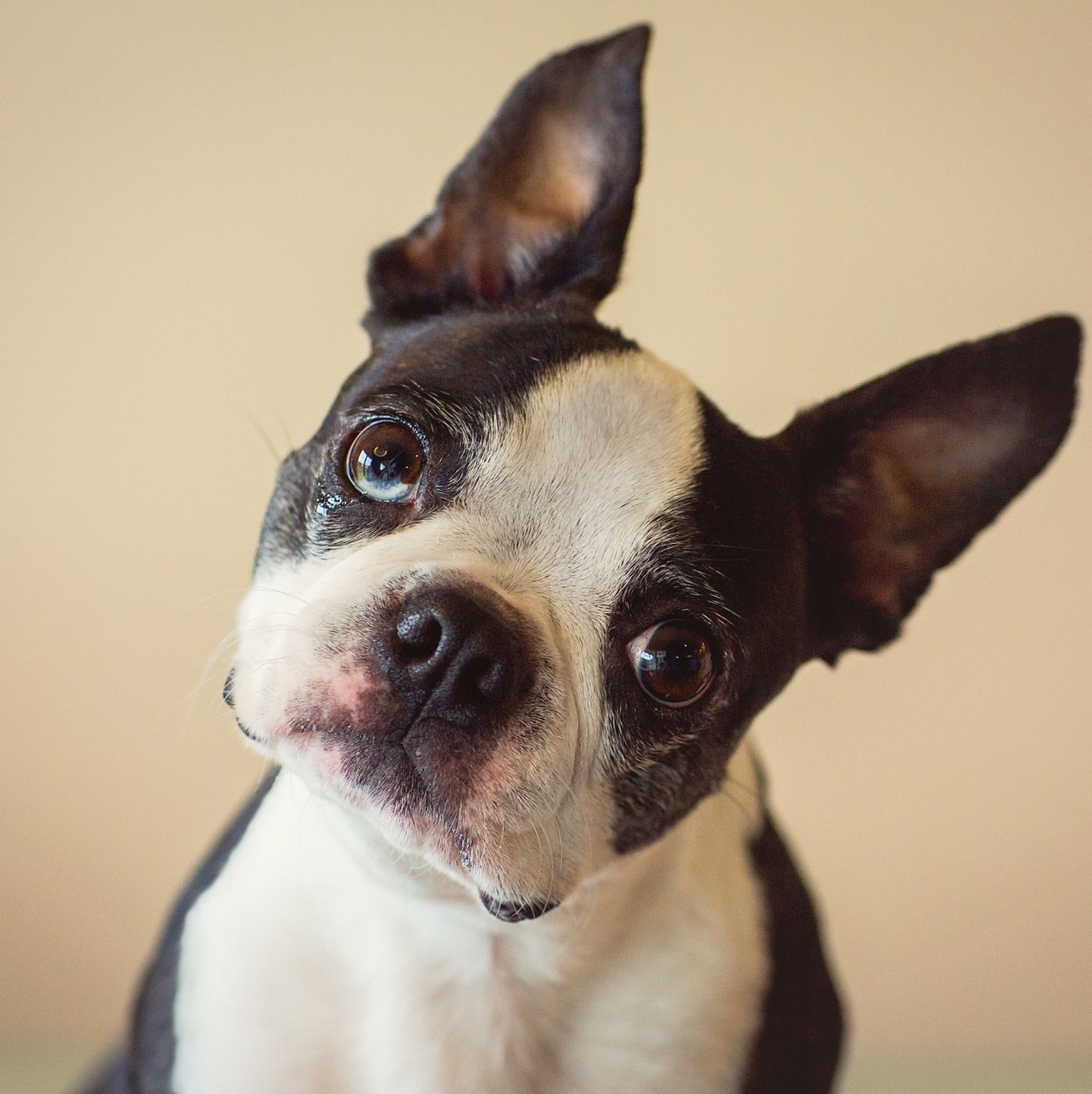 目の病気にかかりやすい犬種は 実は柴犬が気を付けたい目の病気も いぬのきもちweb Magazine 目の病気にかかりやすい犬種は 実は柴犬が気を付けたい目の病気も いぬのきもちweb Magazine