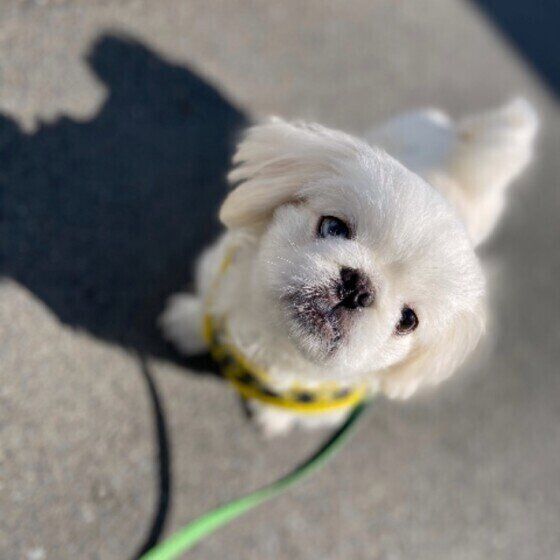 寒い時期 犬の散歩は何時頃に行ってる 早朝 深夜に散歩をする際の注意点は いぬのきもちweb Magazine