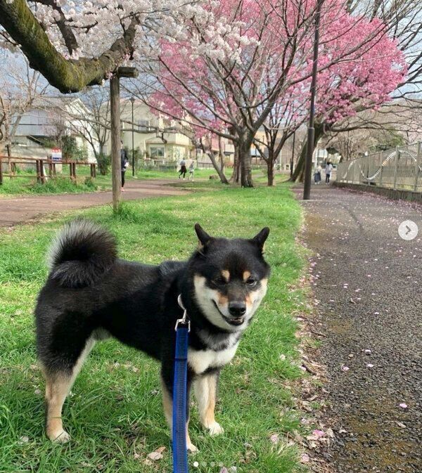 お散歩を楽しむクロくん