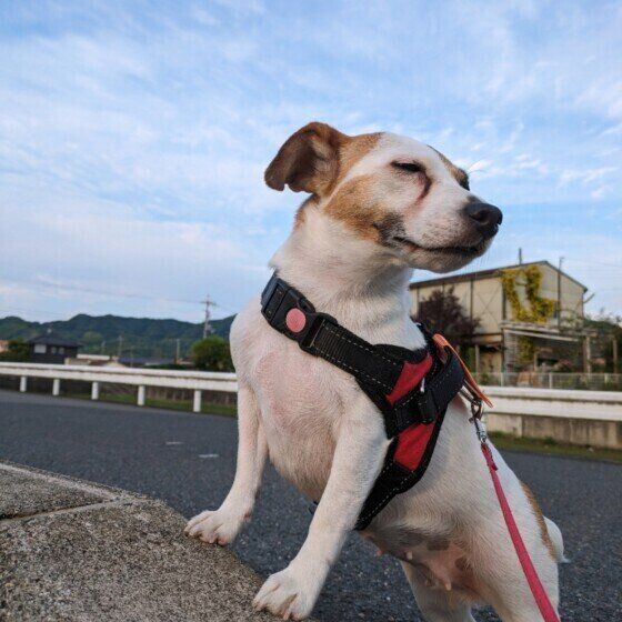 ジャック・ラッセル・テリアのニッキーちゃん