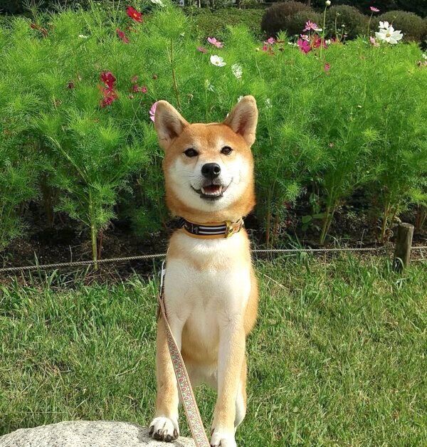 お散歩を楽しむフクコちゃん