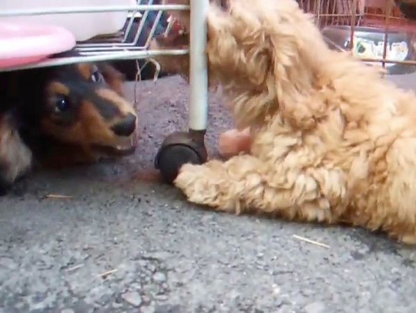ケンカする子犬