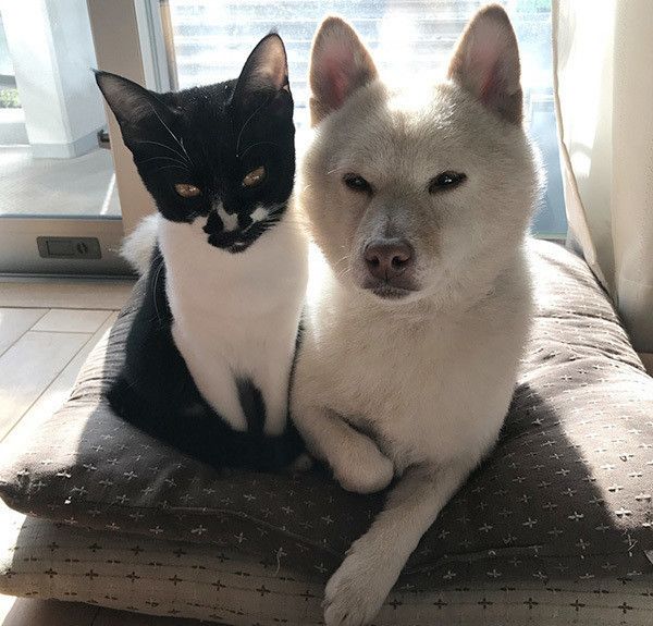 見つめる犬と猫