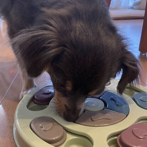 知育トイでおやつ探し いぬのきもち