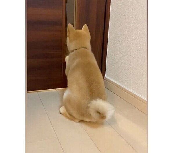 帰宅したパパさんを出迎えるむくりちゃん