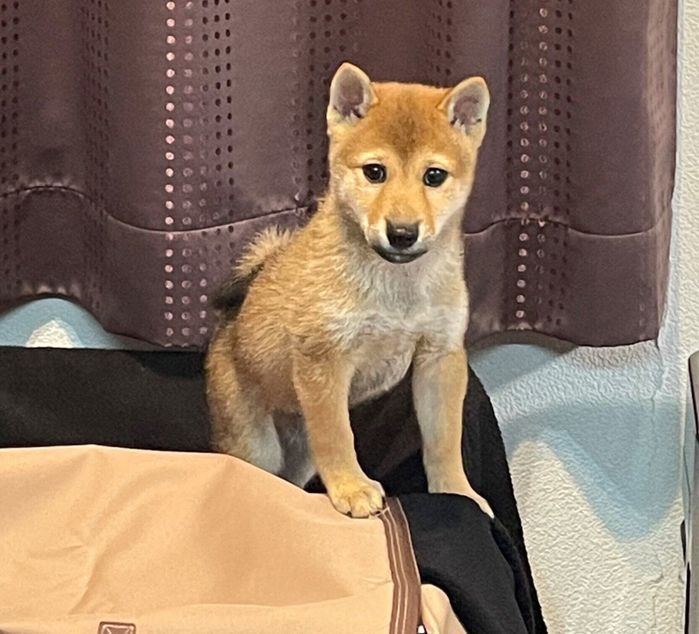 ケージの屋根に登って得意げな表情をしているカイくん
