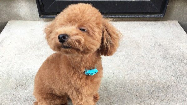 くんくんするトイ・プードル