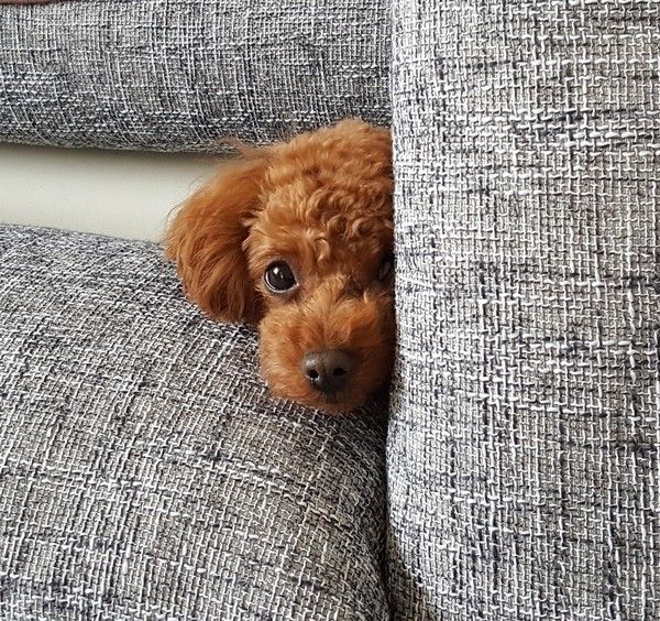 隠れてカメラ目線のトイ・プードル