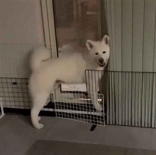 秋田犬のもんたろうくん