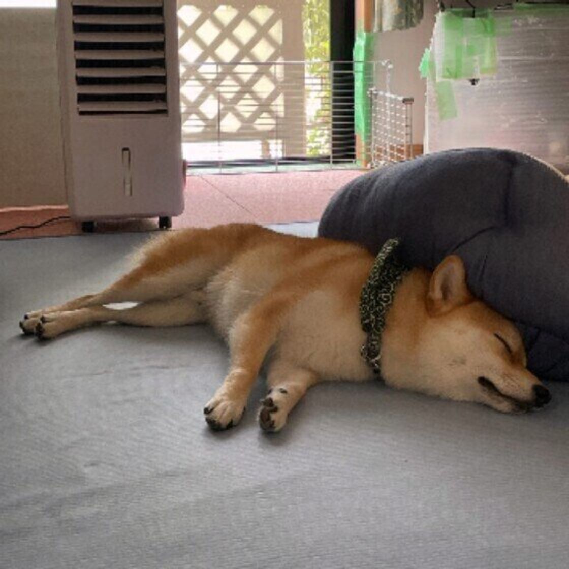 犬の快適な寝場所 を確保するための注意点とは 犬の睡眠時 留守番時の暑さ対策 いぬのきもちweb Magazine 犬の快適な寝場所 を確保するための注意点とは 犬の睡眠時 留守番時の暑さ対策 いぬのきもちweb Magazine