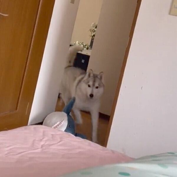 飼い主さんを起こすユキちゃん