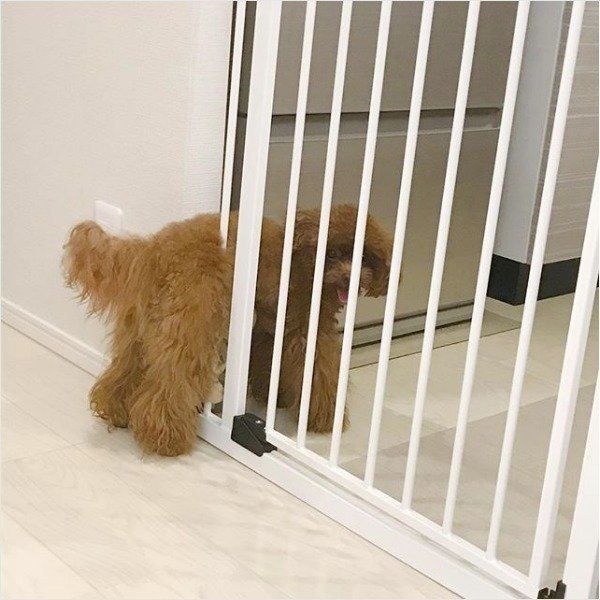 トイ・プードル