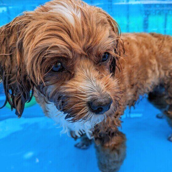 犬の水中毒とは？ 楽しい水遊びで愛犬が低ナトリウム血症を起こさないように注意！ いぬのきもち