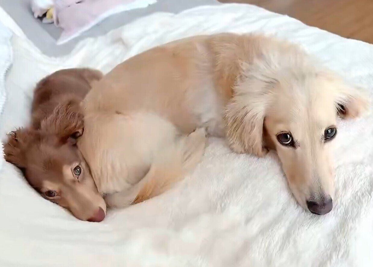 飼い主さんが投稿した動画のひとコマ　仲よく密着する愛犬たち