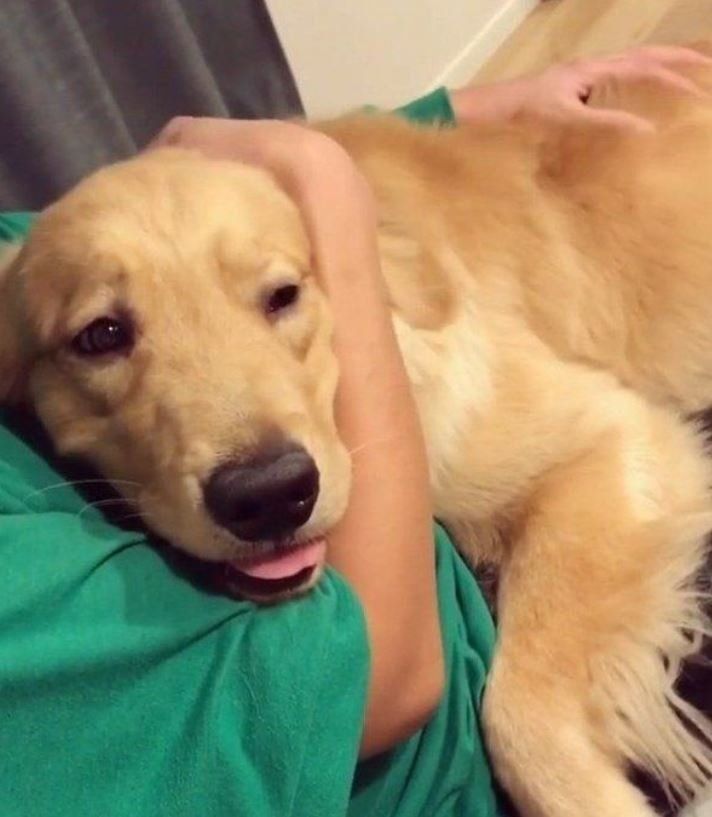 抱っこされる犬