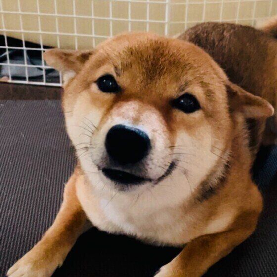 ヒコーキ耳になる柴犬