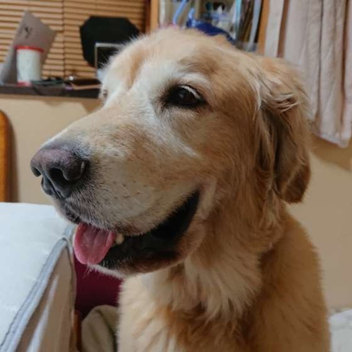 犬の室内飼い Or 外飼い 実際の飼い主のリアルな意見は いぬのきもちweb Magazine 犬の室内飼い Or 外飼い 実際の飼い主のリアルな意見は いぬのきもちweb Magazine