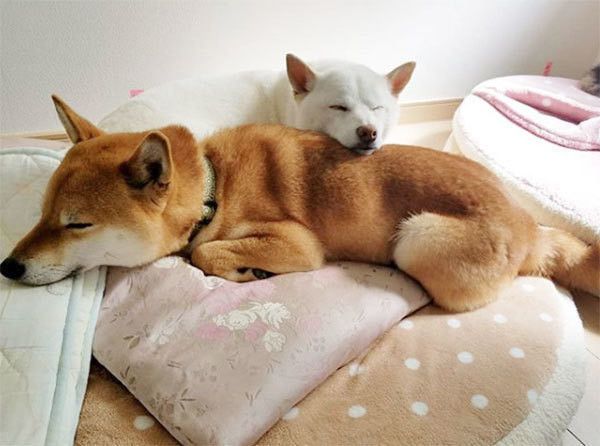 眠る柴犬