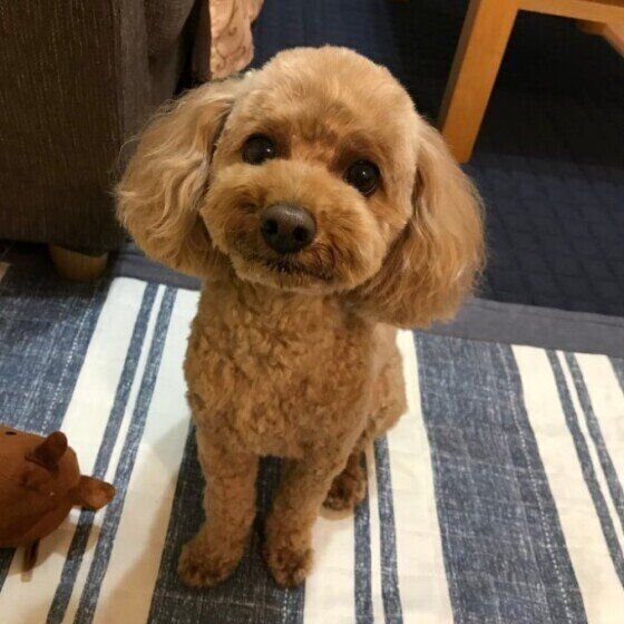 トイ・プードルのそらくん