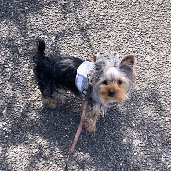 ヨークシャー・テリアのジュエルくん