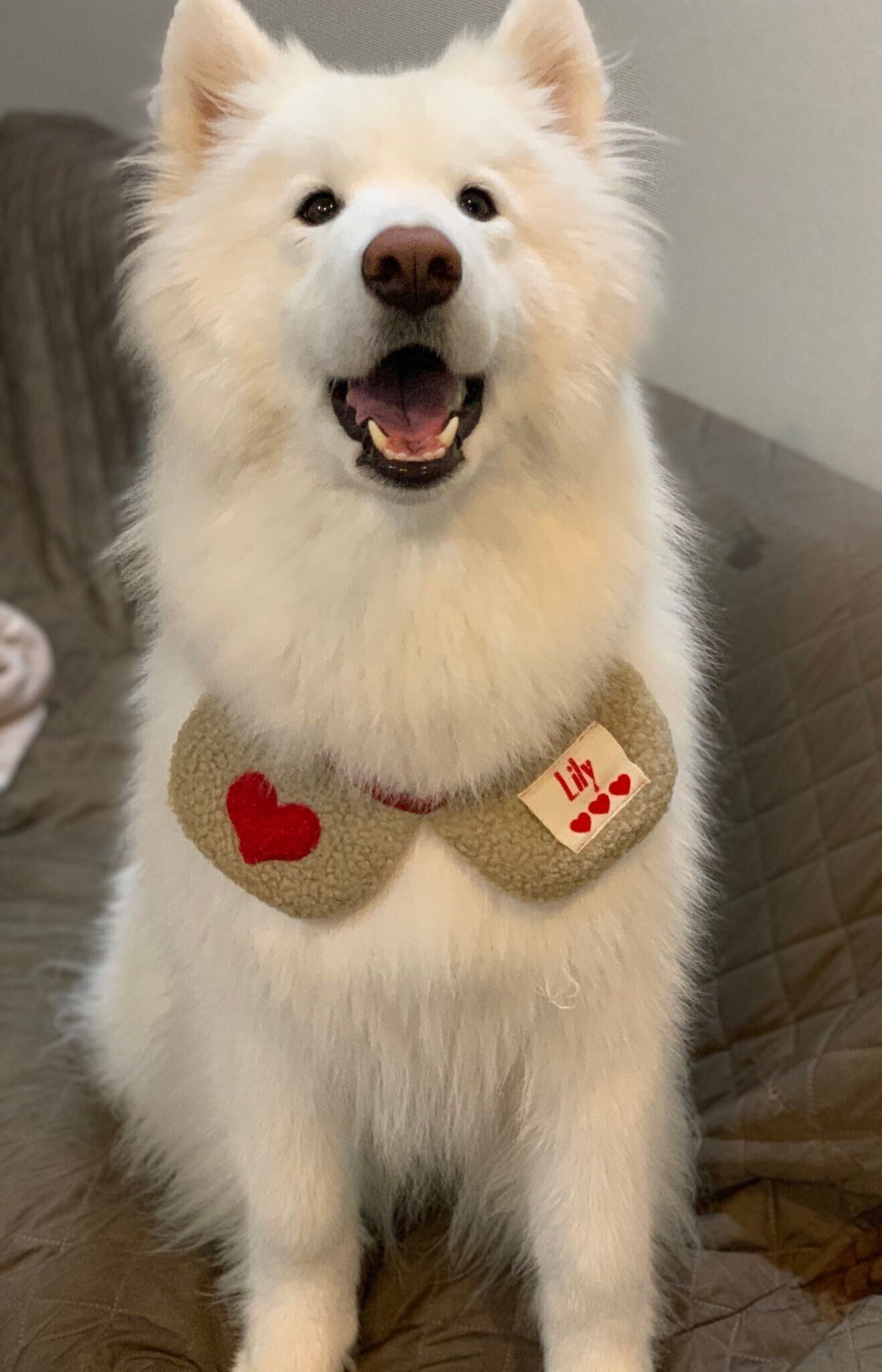 名前入りのケープを身につけるサモエド